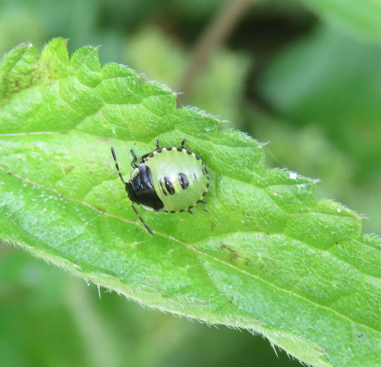 Common Green Shieldbug (4th instar Nymph) 